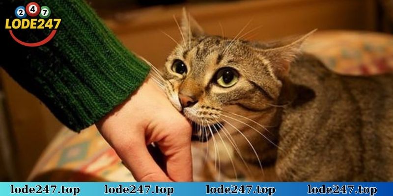 Nằm mơ gặp mèo cùng con số tương ứng thắng đậm