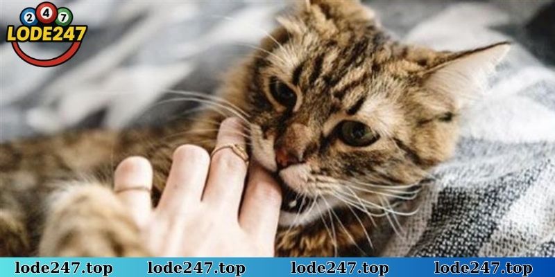 Nằm mơ thấy mèo