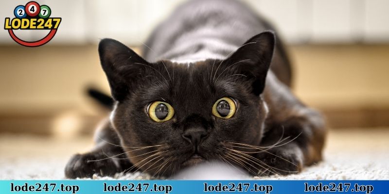 Nuôi lô khung các con số tìm được từ chiêm bao thấy mèo